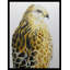 «Hawk», reproduction-24757815-24757816-24757817