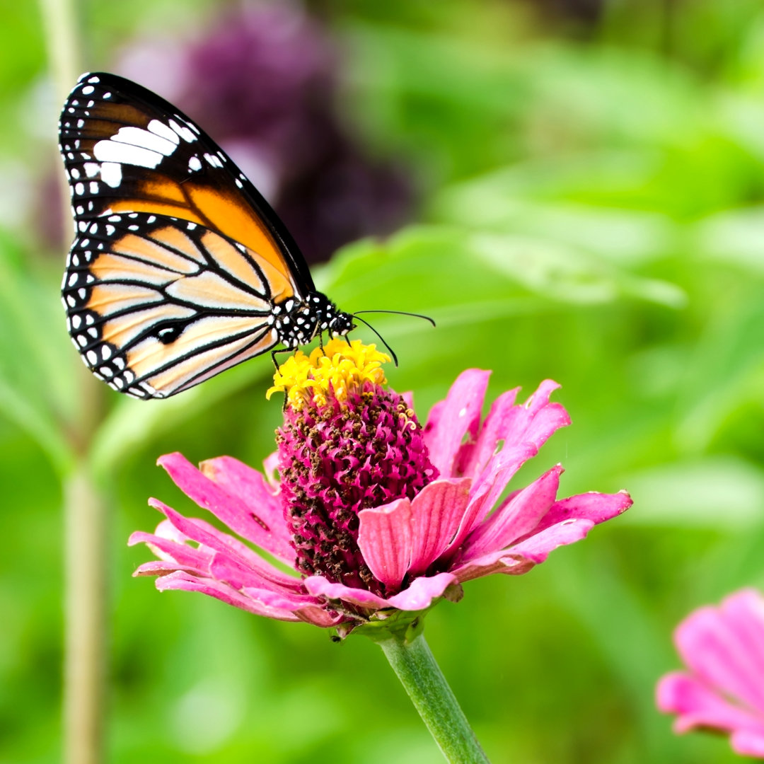 Leinwandbild Monarch Butterfly on Zinnia Flower