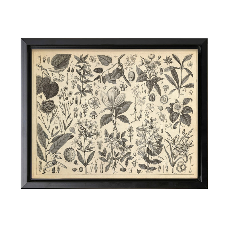 Plantes ornementales en culture, Black Framed, Canvas, 18"H x 24"W
