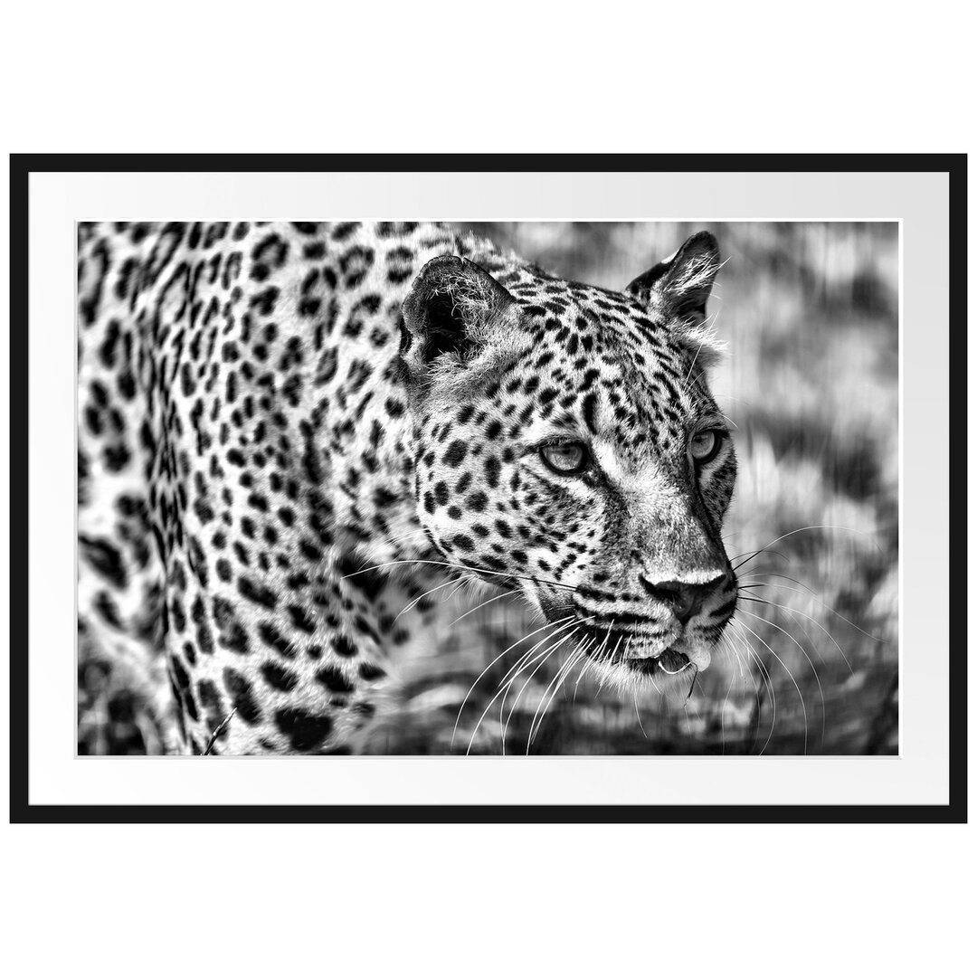 Gerahmtes Poster Schleichender Leopard