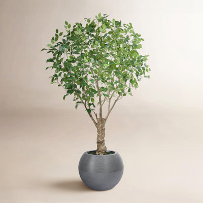 Ailsa 7ft UV Resistant Fake Ficus Tree with Grey Tall Planter for Indoor Outdoor Office Home Decor