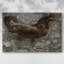 Poule rouge sur toile tendue-1327682711