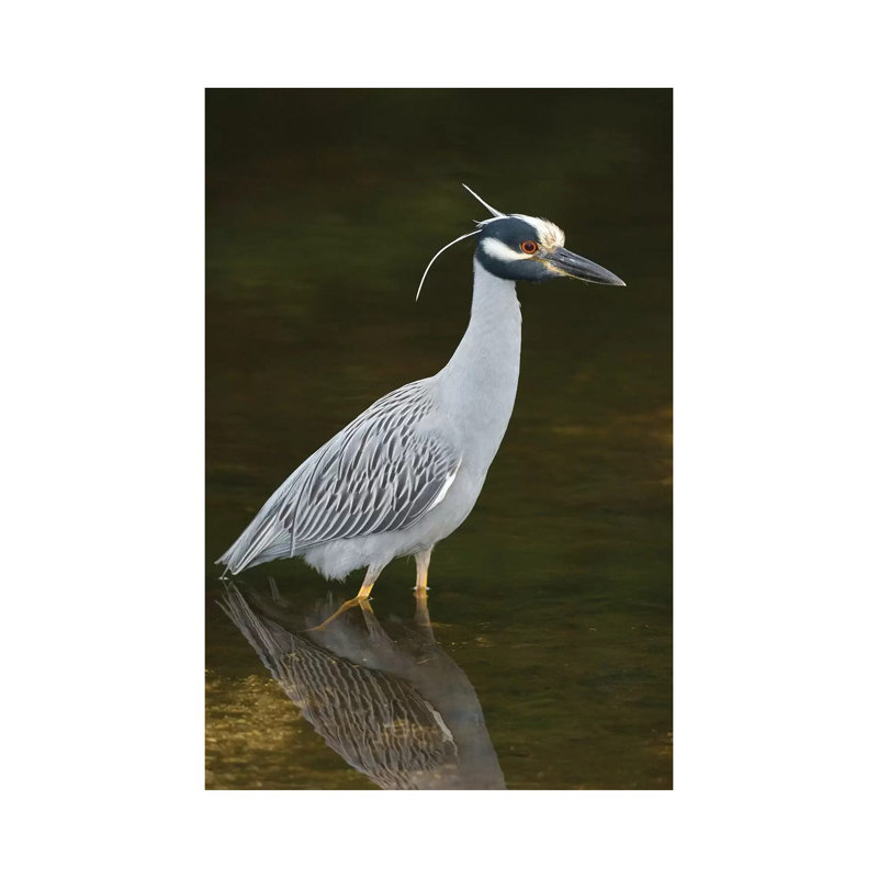 Yellow-Crowned Night Heron, J. N. Ding Darling National Wildlife Refuge, Florida by Steve Gettle - Wrapped Canvas Print