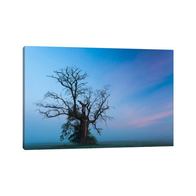 Poland, Greater Poland, Rogalin, Oaks III by Mikolaj Gospodarek - Wrapped Canvas Print