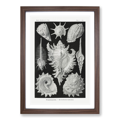 Prosobranchia Sea Snails by Ernst Haeckel - Framed Print
