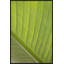 Verde Delicato Print by Karyn Millet-70492183