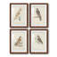 Barn Owl - ensemble de 4 reproductions de cadres photo-868360941-868360935