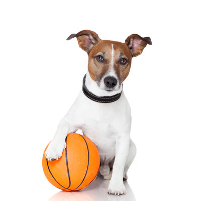 " Basket Ball Winner Dog " by Damedeeso