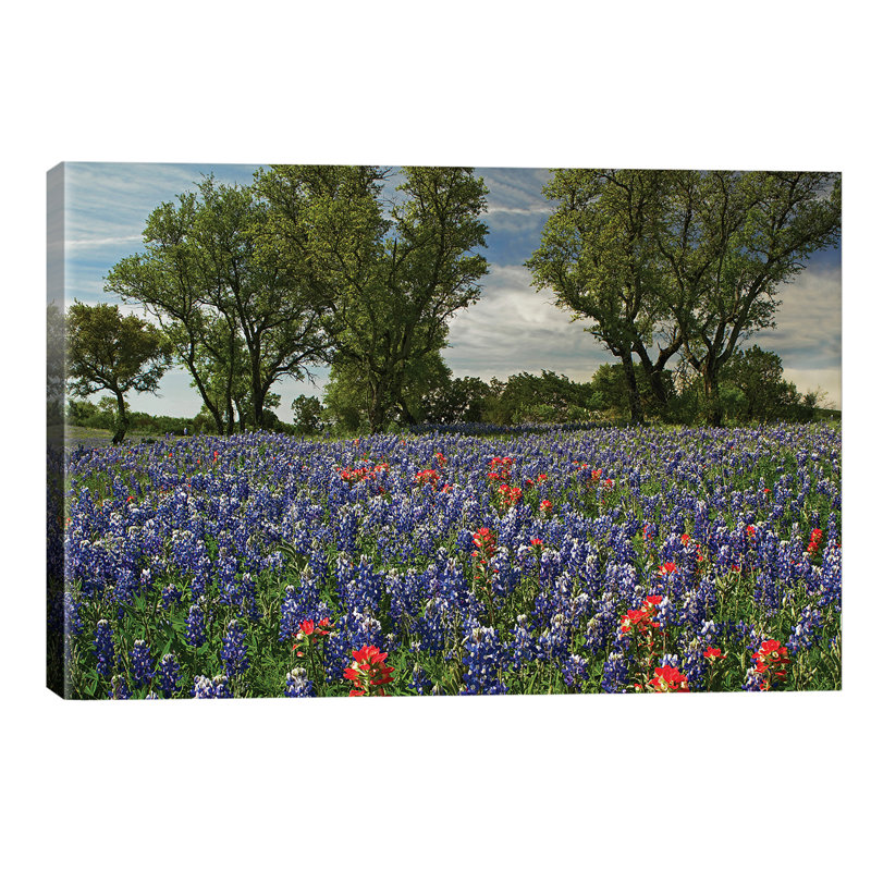 Sand Bluebonnet And Indian Paintbrush Flowers In Bloom, Hill Country, Texas by Tim Fitzharris - Wrapped Canvas Print