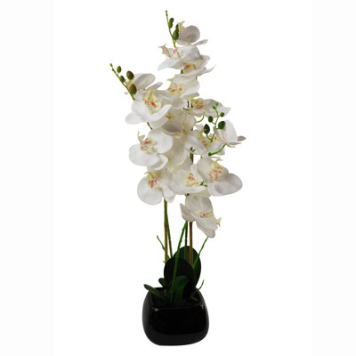 Anneus Plant