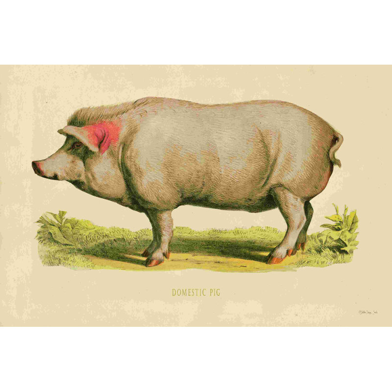 Cochon domestique 2884125, L 12 po x H 8 po
