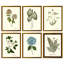 Pressed Botanical Set by Sandy Whitaker-1649909147-1649909142