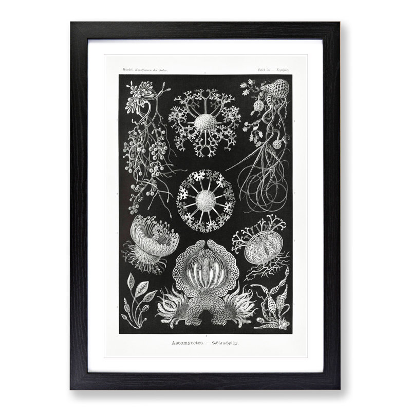 Ascomycete Fungi by Ernst Haeckel - Picture Frame Graphic Art, Black Framed, 48cm H x 36cm W x 2cm D