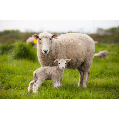 «Ewe and Lamb» par Sarah_Albin - photographie sur toile tendue