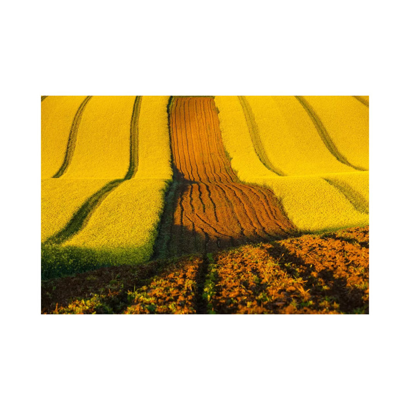 Czech Republic, Moravia, Rapeseed Field II by Mikolaj Gospodarek - Wrapped Canvas Print, 20.32cm H x 20.32cm W x 1.905cm D