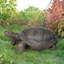 Statue de jardin en béton armé Abbygayle