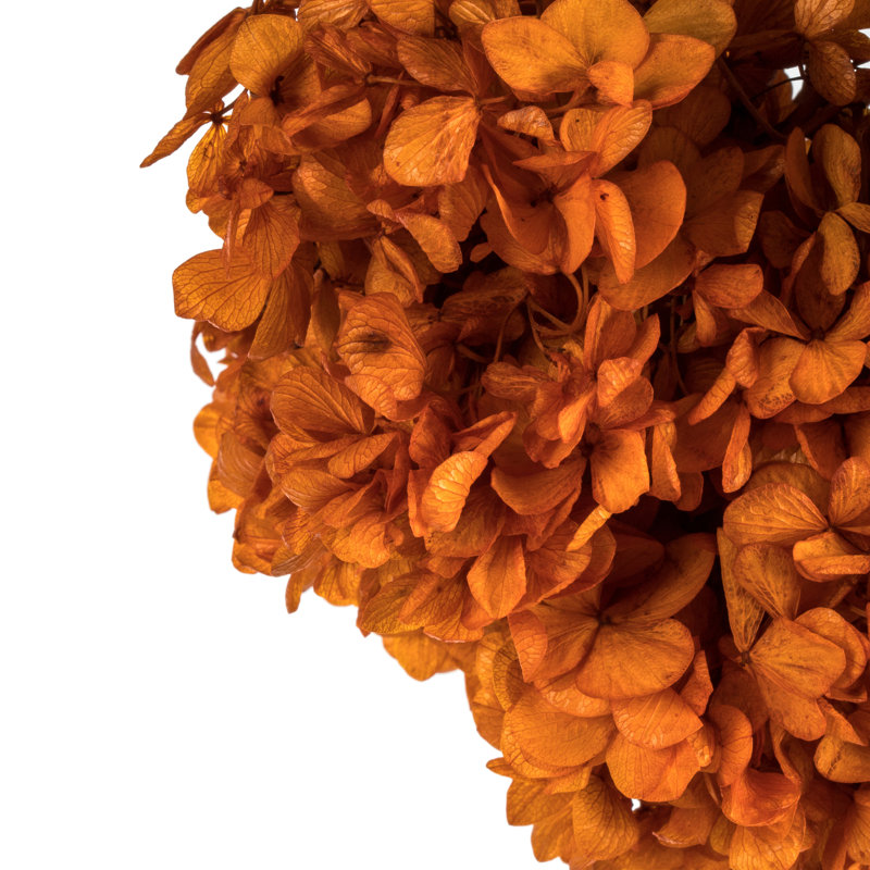 Natural Botanicals 15" Hydrangea with Multiple Branch Segments, Preserved, Autumn