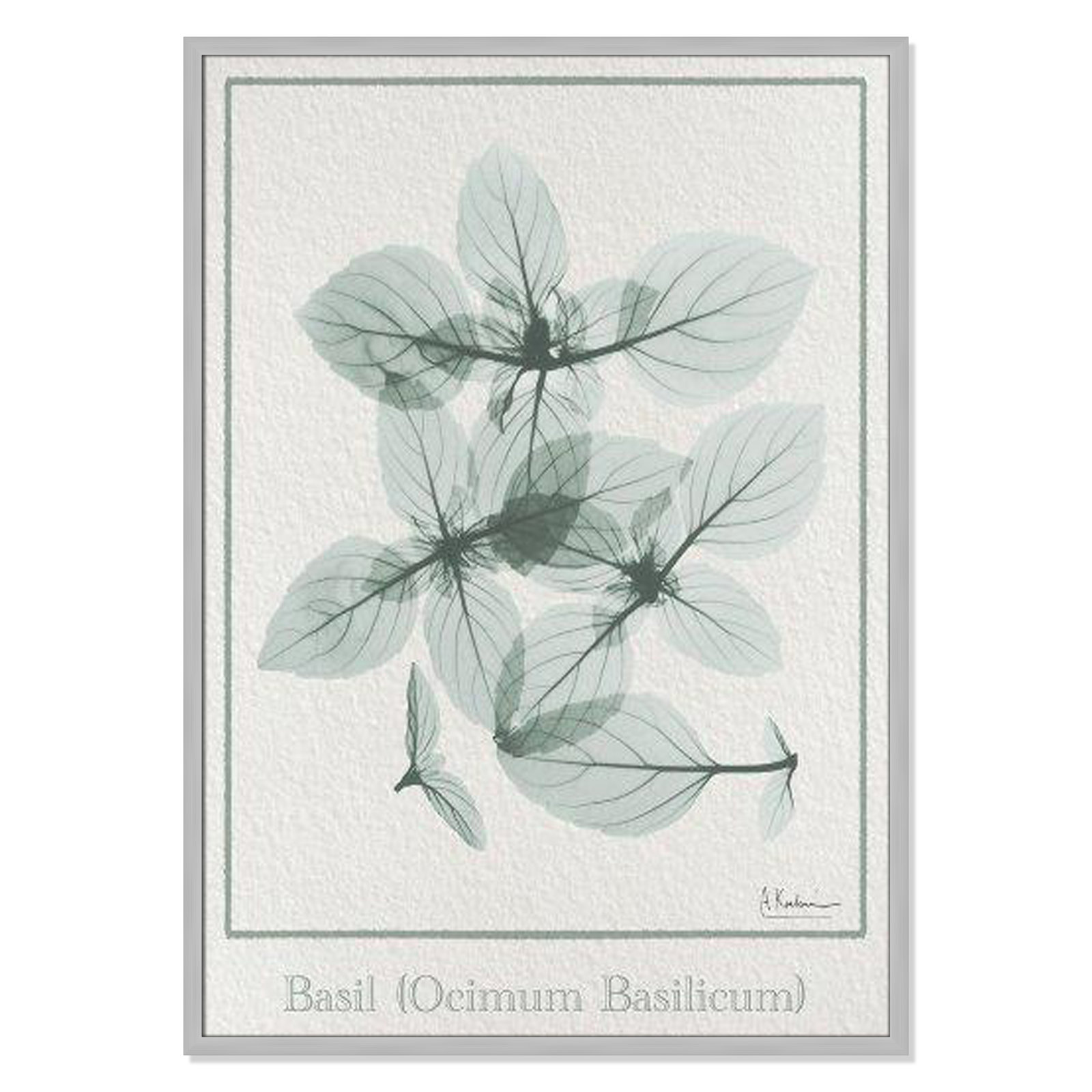 Basil Ocimum Basicicum Framed On Paper by Albert Koetsier Print, Matte Silver Framed Paper, 41.5" H x 29.5" W x 1.25" D