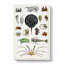 Crabs & Lobsters by Oliver Goldsmith - Wrapped Canvas Painting-55370847