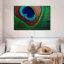 Plume de paon fin-107675204