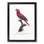 Violet-Necked Lory by F. Levaillant - Picture Frame Painting Print-55605541-55605545