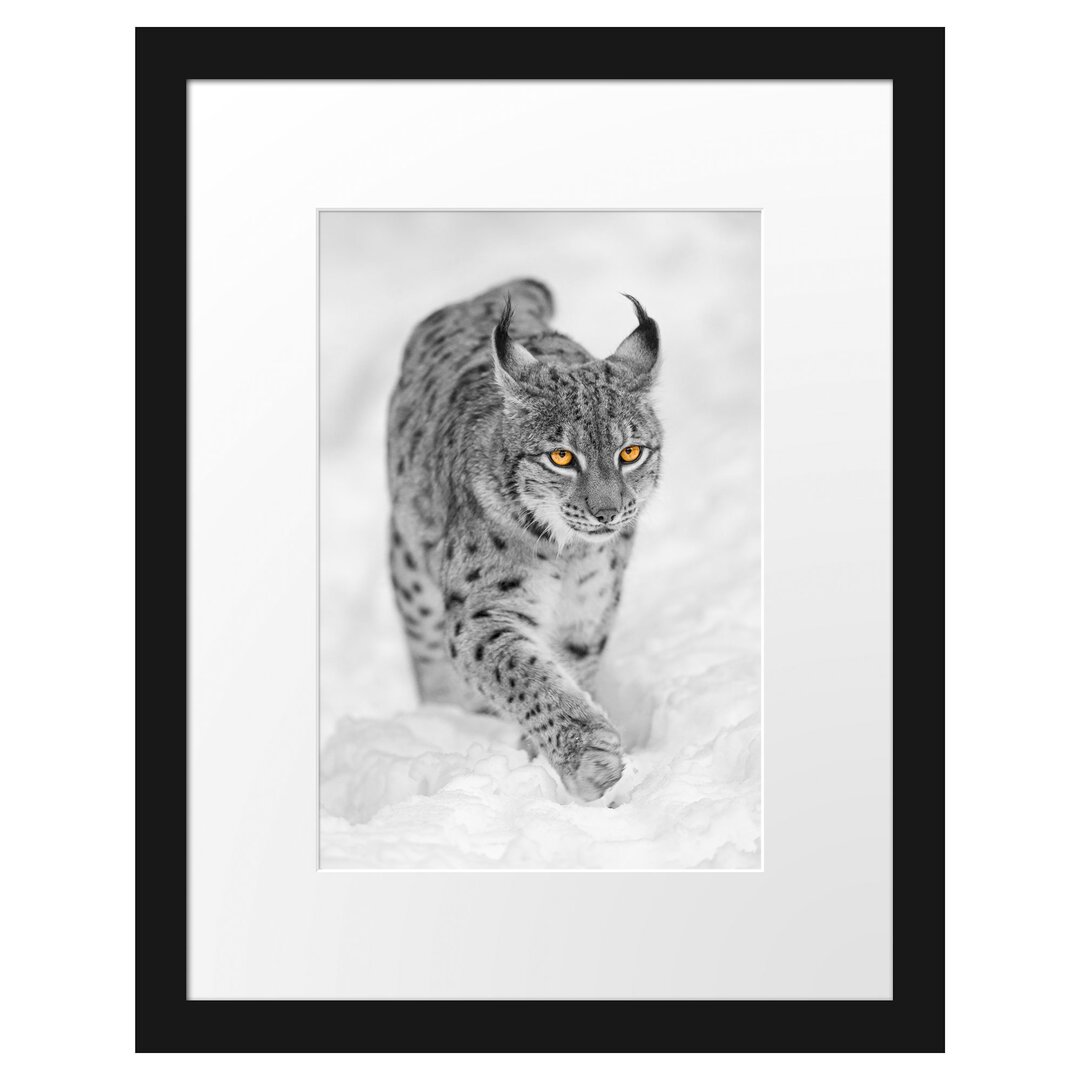 Gerahmtes Poster Wunderschöner Luchs im Schnee