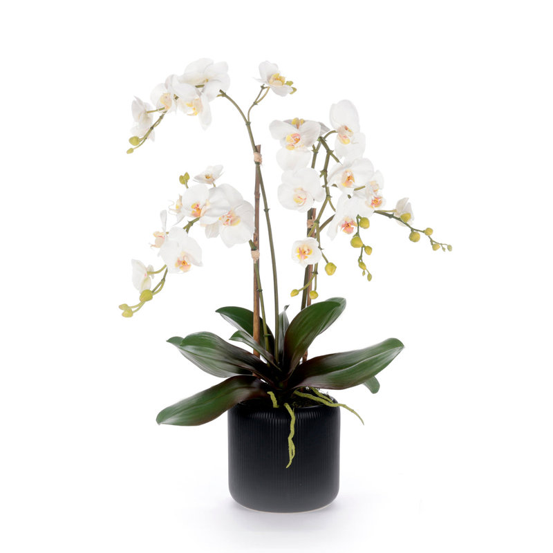 White Orchid Flower Arrangement in Black Pot