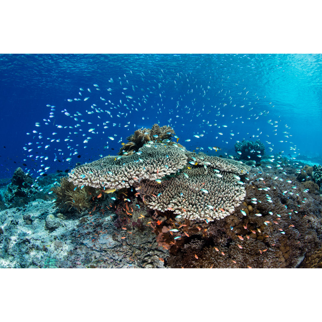 Colangelo Vibrant Fish And Reef - Wrapped Canvas Print