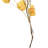 Preserved Cara Blossom Arrangement-94734869