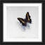 «Giant Emperor Butterfly» par Odile Kidd, impression sur bois encadrée-522688580