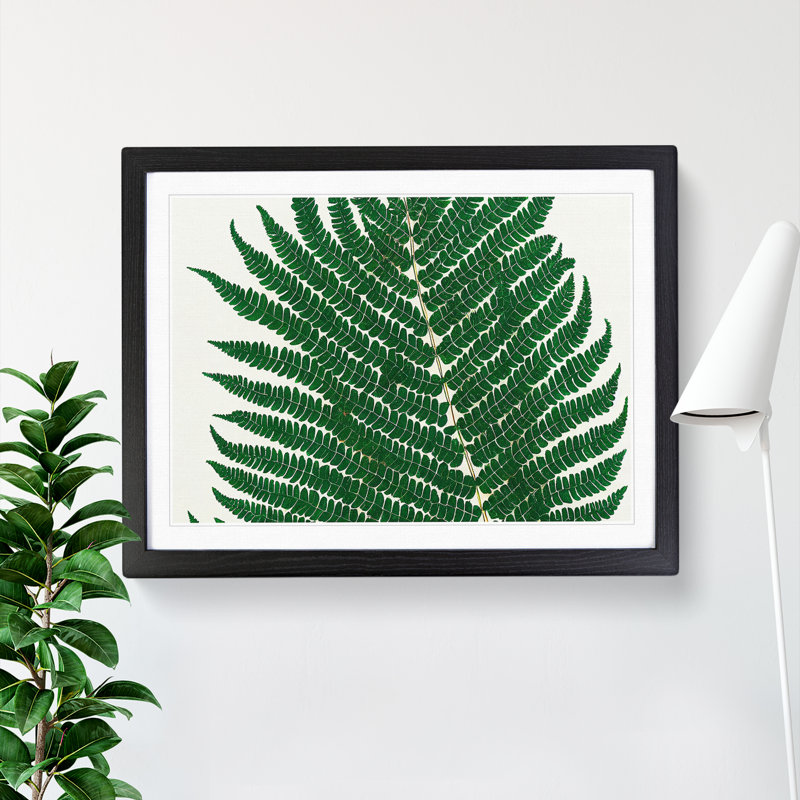 Splendorous Fern Leaf - Framed Print, Black, 25cm H x 34cm W x 2cm D
