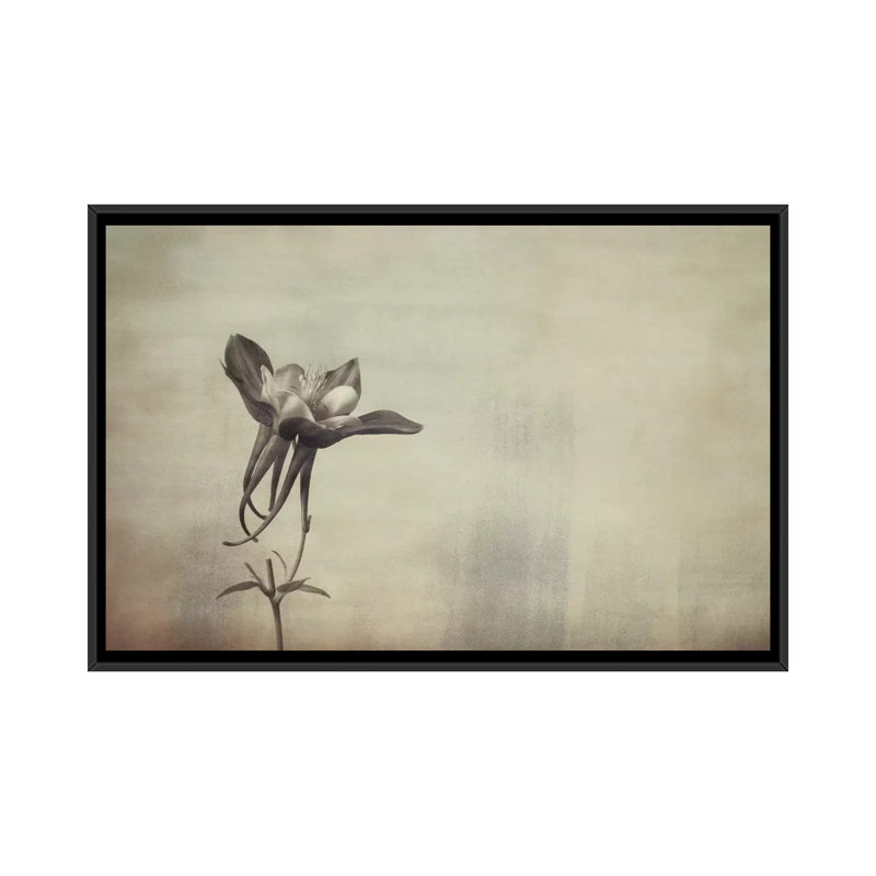 «Columbine», reproduction d'impression sur toile, H 18 po x l 26 po x P 1,5 po, Toile avec cadre noir, Pas de tapis