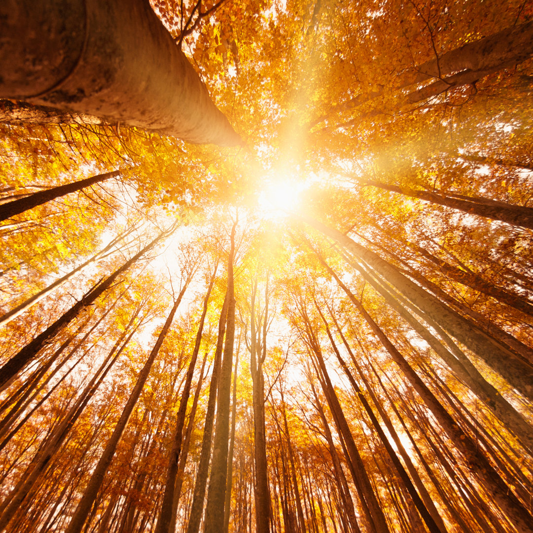 Herbstbaum im Wald von Franckreporter - Kunstdrucke auf Leinwand