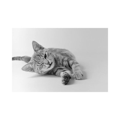 1970s Head On View Of Young Striped Cat Stretching For On Floor One Eye Closed Indoor - Wrapped Canvas Print