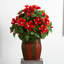 Arrangement floral d'hibiscus dans un vase