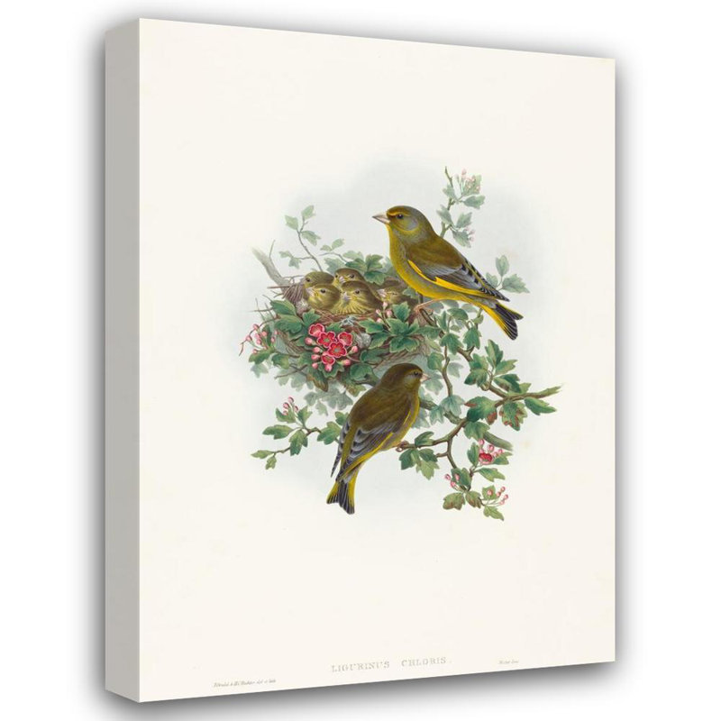 "Ligurinus Chloris" par John Gould - Art mural sur toile tendue avec châssis, H 24 po x l 17 po