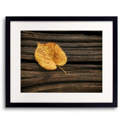 Single Yellow Birch Leaf Print by Scott Norris