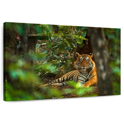Brampt Indian Tiger