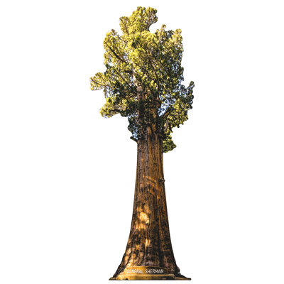 Standup Sequoia