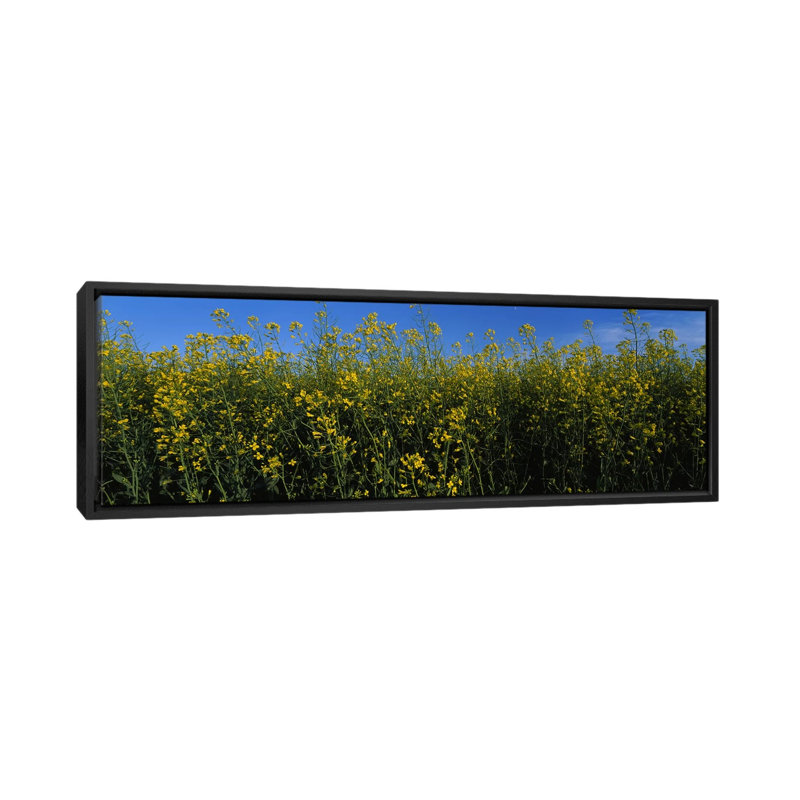 Fleurs de canola dans un champ, Edmonton, Alberta, Canada par Panoramic Images - reproduction de photo, Toile avec cadre noir