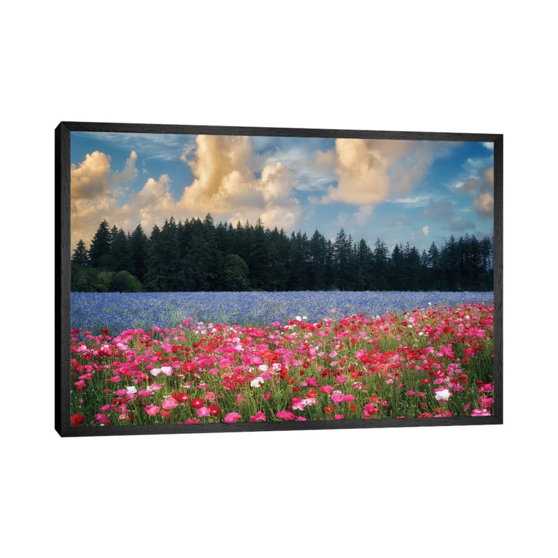Flower Field Sunrise I by Dennis Frates - Print on Canvas, Black Framed, 66.04cm H x 101.6cm W x 3.81cm D