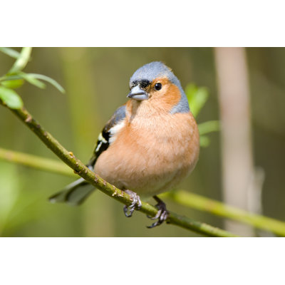 Chaffinch (Fringilla Coelebs) by Andrew_Howe