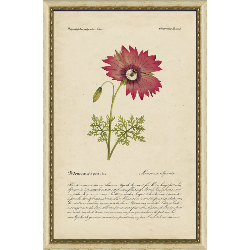 "Monsonia Speciosa", cadre photo, impression sur papier