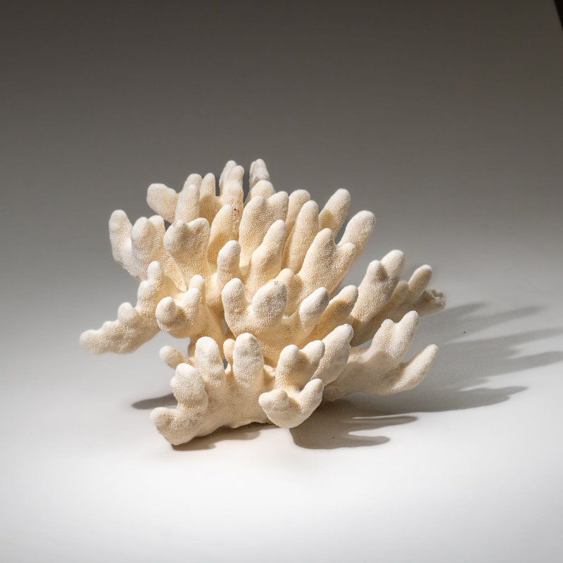 Genuine White Cat's Paw Coral (6.5 Lbs)