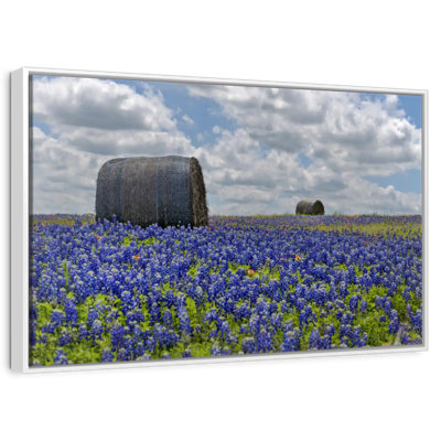 Texas Bluebonnets