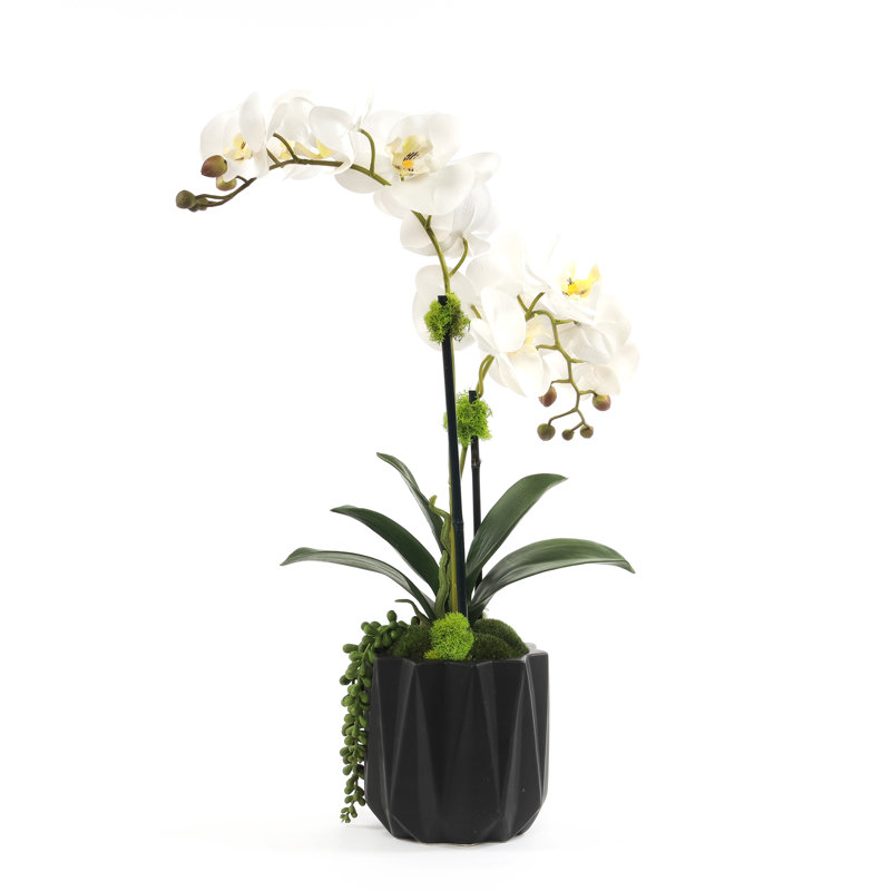 Orchid Floral Arrangement in Pot
