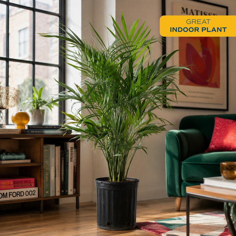 Cat Palm in Nursery Pot