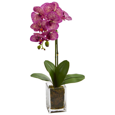 Orchids Arrangement in Vase
