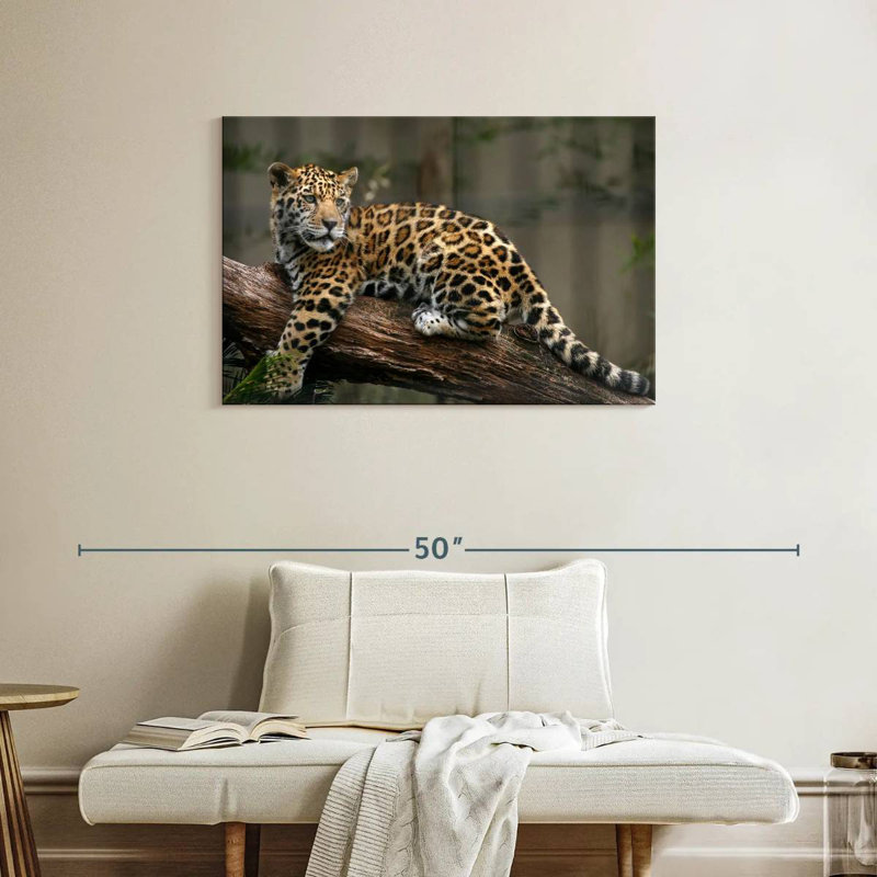 Regard de bébé jaguar Brampt, H 24 po x l 36 po