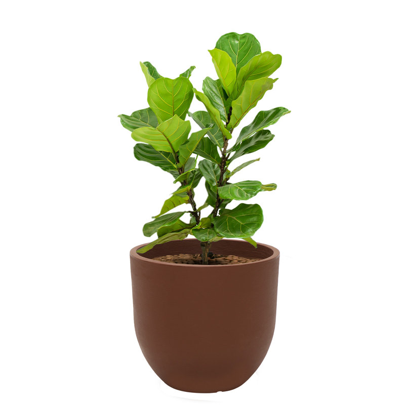Pot Planter, Brown
